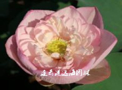 ׃