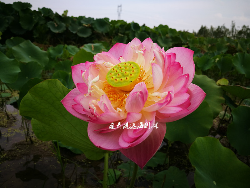 ޟo