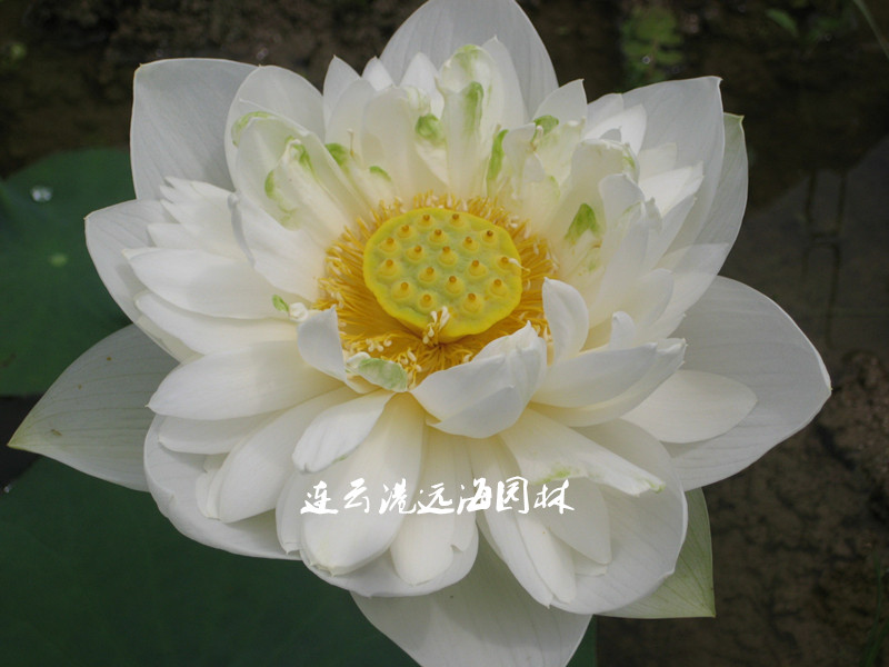 ǧ~