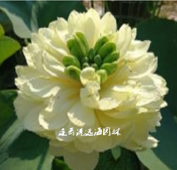 ꕳ