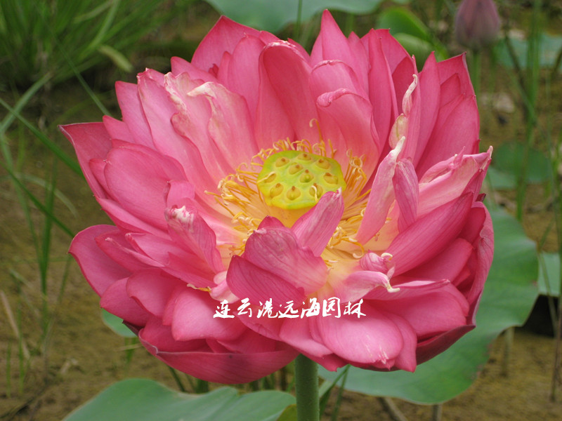 t̫