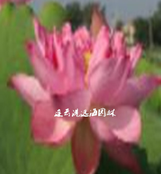 L(fng)t