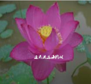 ռt